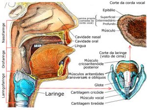 Microcirurgia_da_laringe_Dr_Luiz_Cantoni